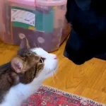 Cat Falls Head Over Paws for Foster Dog