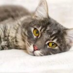 Cat Scratch Fever: Beyond the Surface