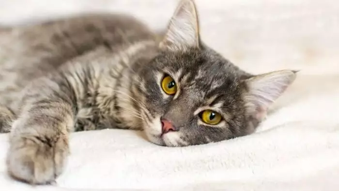 Cat Scratch Fever: Beyond the Surface