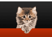 Is There A Cat Food Advisor Website?