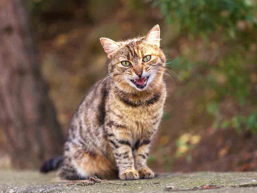 Do Cats Ever Get Tired of Meowing?
