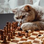 Why Do Cats Like to Knock Things Over? (The Scientific Reason)