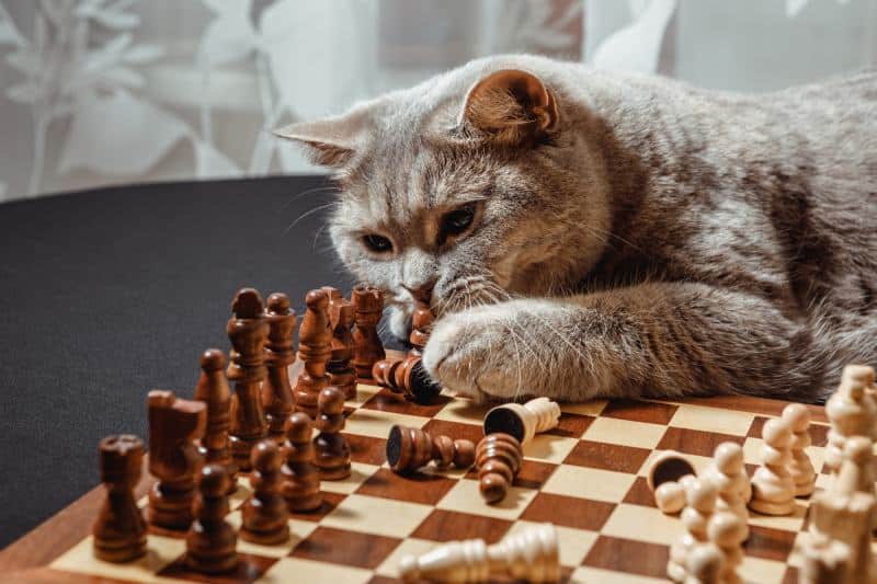 Why Do Cats Like to Knock Things Over? (The Scientific Reason)