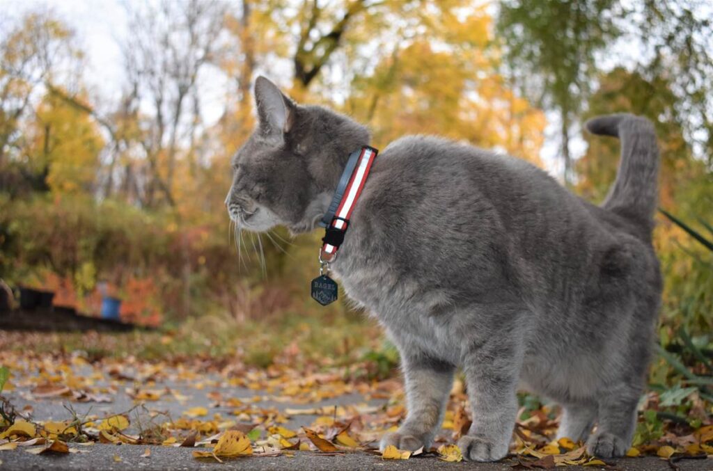 What Does Your Cat Do All Day?