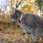What Does Your Cat Do All Day?