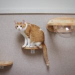 How Do Cats Always Land on Their Feet? New Study Reveals the Science