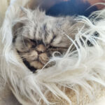 My Cat Died Suddenly In Her Sleep: Why?