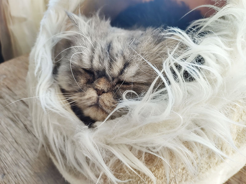 My Cat Died Suddenly In Her Sleep: Why?
