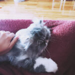 Help: My Sick Cat Won’t Leave My Lap & If Moved Starts Crying