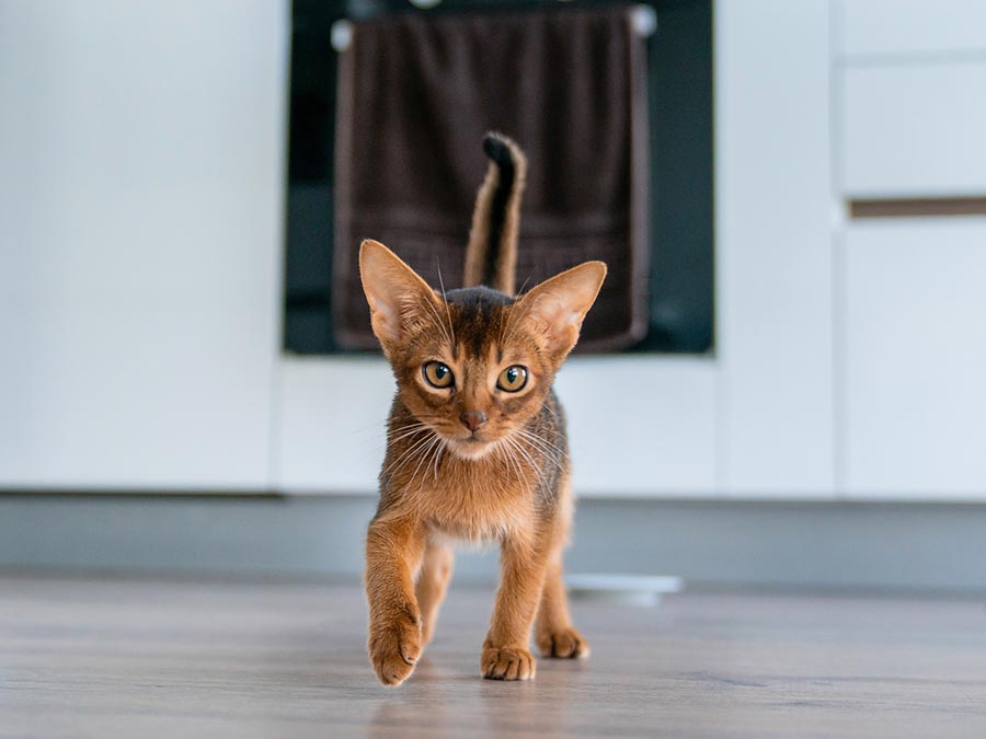 5 Reasons Your Cat Swipes at You When You Walk By