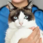 Dogs Get This Special Care 5 Times More Often Than Cats