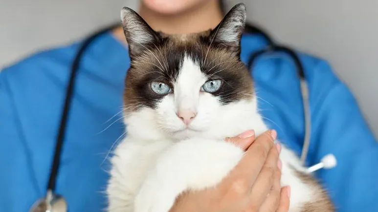 Dogs Get This Special Care 5 Times More Often Than Cats