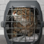 How to Make Cat Carriers Stress-Free
