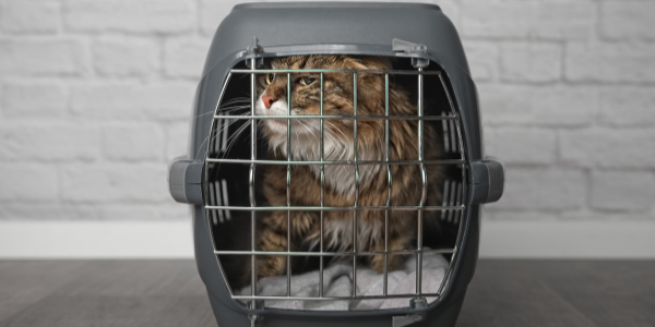 How to Make Cat Carriers Stress-Free