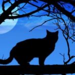 Nighttime Safety for Outdoor Cats