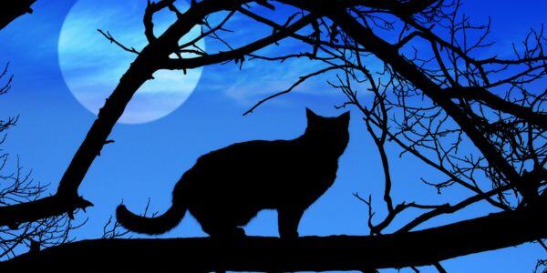 Nighttime Safety for Outdoor Cats
