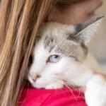 Cat Anxiety Medication and Treatment