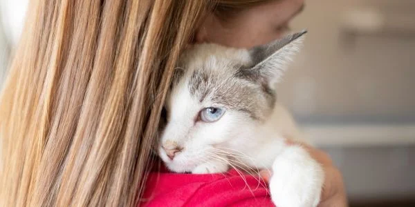 Cat Anxiety Medication and Treatment