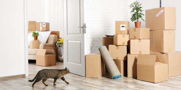 How to Make Moving With Your Cat Less Stressful