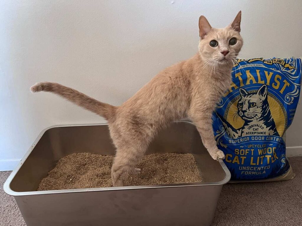 Why Does Cat Litter Smell So Bad? (And How to Fix It)