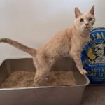 Why Does Cat Litter Smell So Bad? (And How to Fix It)