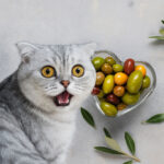 Olives and Cats: Another Catnip in Disguise?