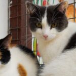 Male vs Female Cats: Which Is More Affectionate?