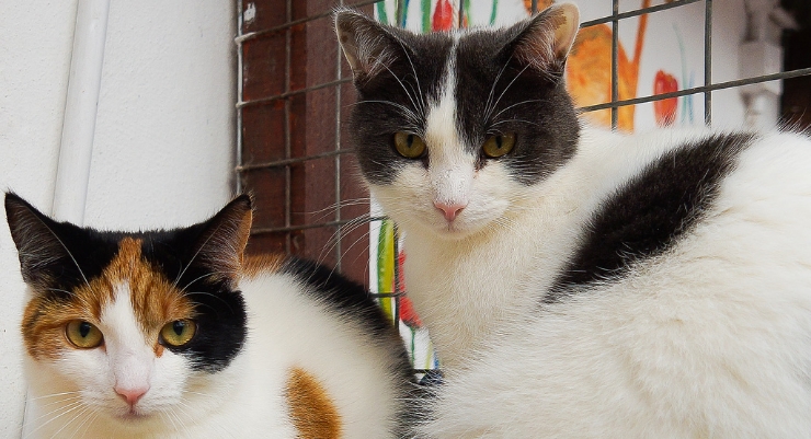 Male vs Female Cats: Which Is More Affectionate?