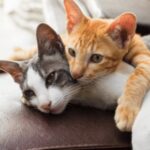 Finding Boarding or a Pet Sitter for Your Cat