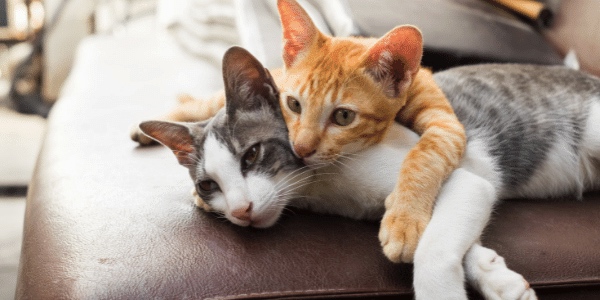 Finding Boarding or a Pet Sitter for Your Cat