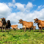 Merck Animal Health Reinforces Commitment to Help Protect U.S. Livestock from New World Screwworm Threat