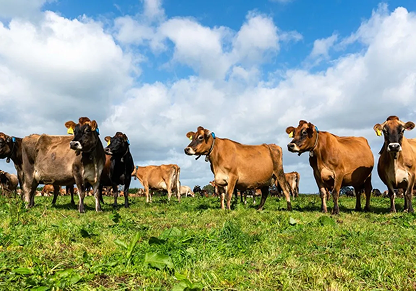 Merck Animal Health Reinforces Commitment to Help Protect U.S. Livestock from New World Screwworm Threat