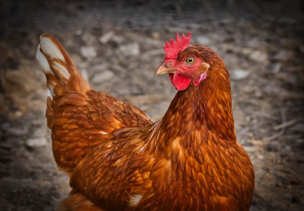 Chicken Meal In Dog Food