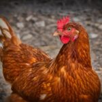 Chicken Meal In Dog Food