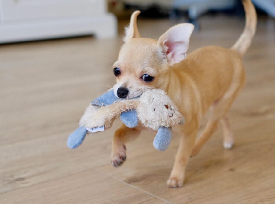 Your Guide to Dog Toy Materials