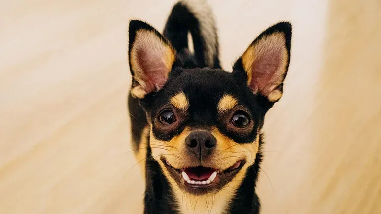 Chihuahua: The Smallest Dog Breed in the World