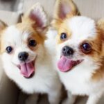 Chihuahua Growth Chart: Size, Weight Calculations