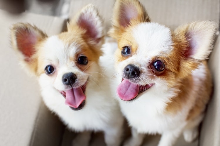 Chihuahua Growth Chart: Size, Weight Calculations