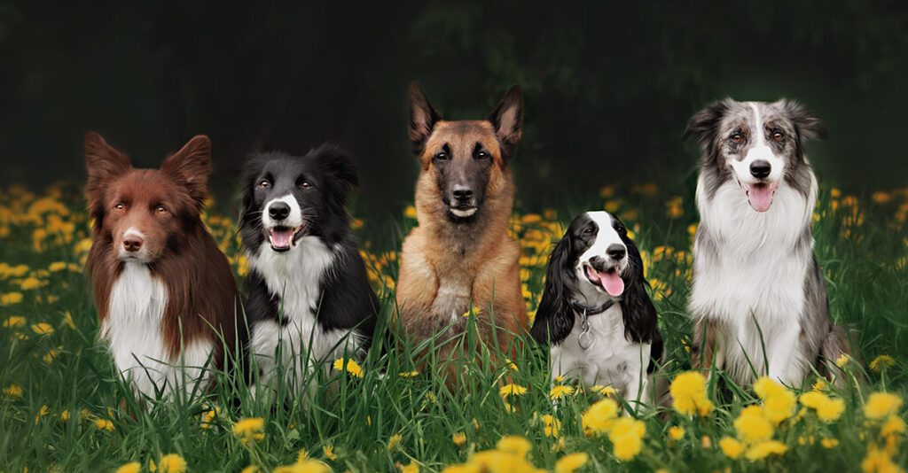 How Does Clicker Training Work