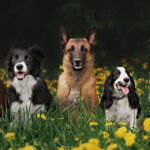 How Does Clicker Training Work