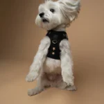 Best No-Pull Harnesses for Small Dogs (2026 Picks)