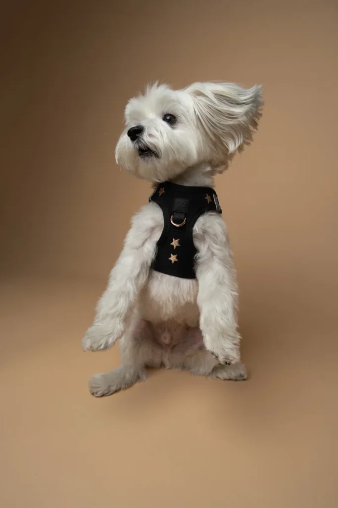 Best No-Pull Harnesses for Small Dogs (2026 Picks)