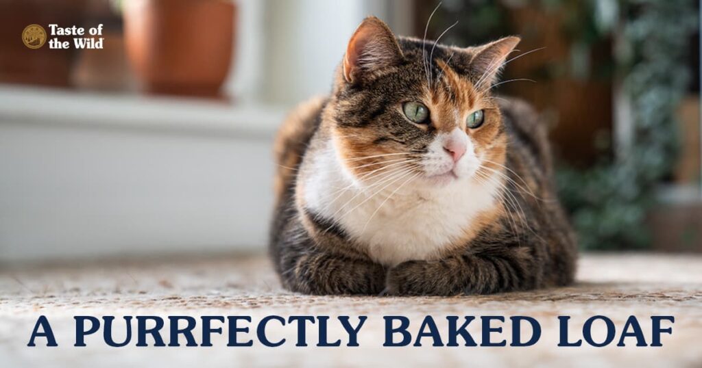 Why Do Cats Loaf? Understanding the Cat Loaf Pose