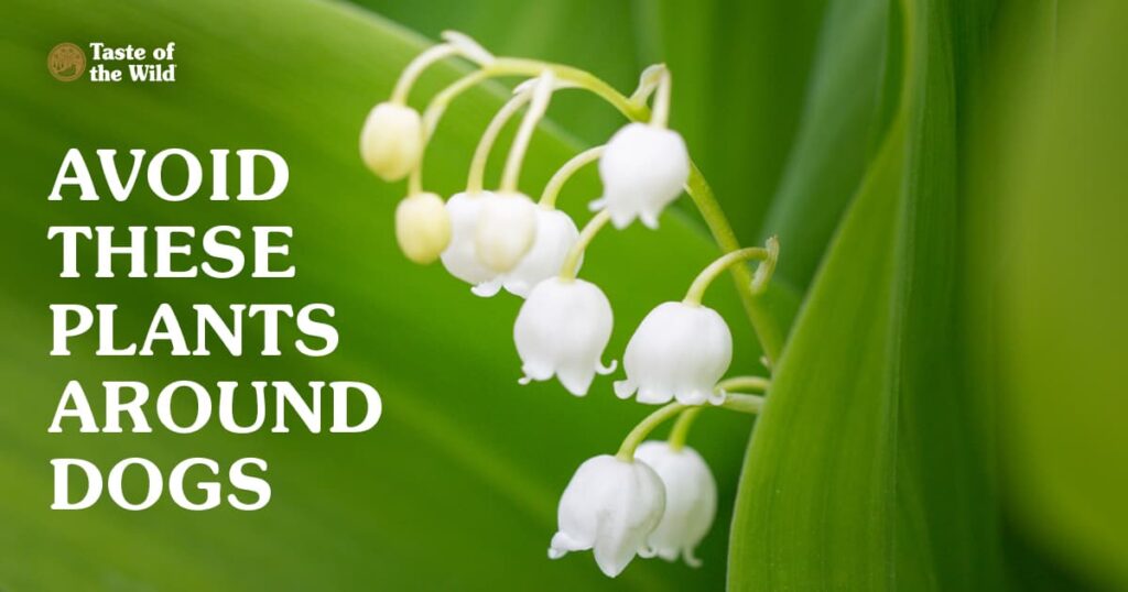What Plants Are Toxic to Dogs?