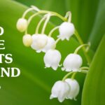 What Plants Are Toxic to Dogs?