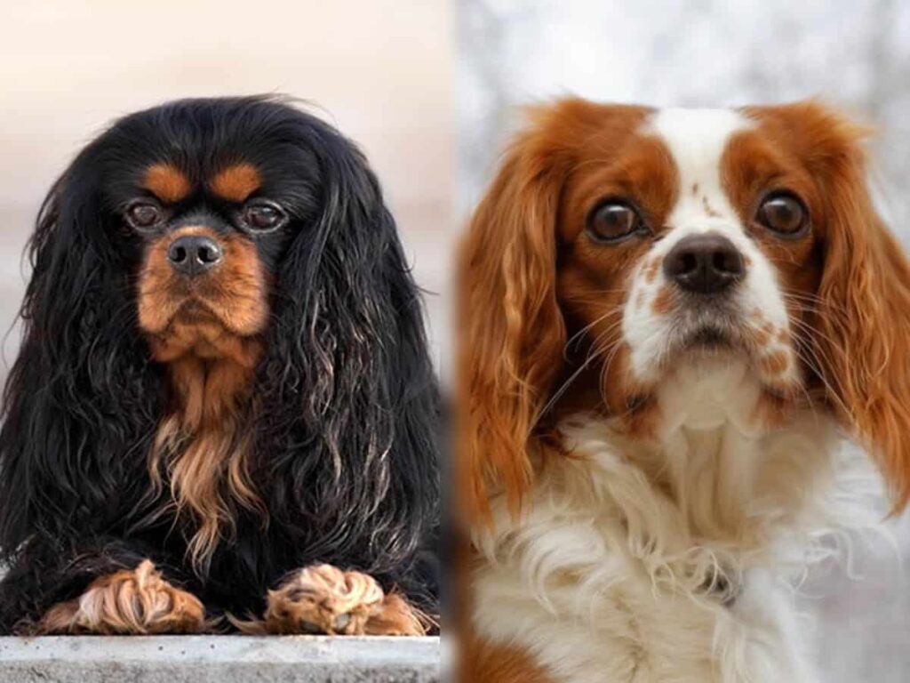 Cavalier King Charles Spaniel vs. King Charles Spaniel: Are they the same breed?