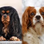 Cavalier King Charles Spaniel vs. King Charles Spaniel: Are they the same breed?