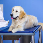 Think A Pet Savings Account Is Enough? The Math Says Otherwise