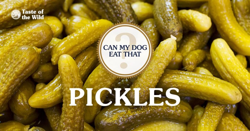 Can Dogs Eat Pickles? A Safety Guide