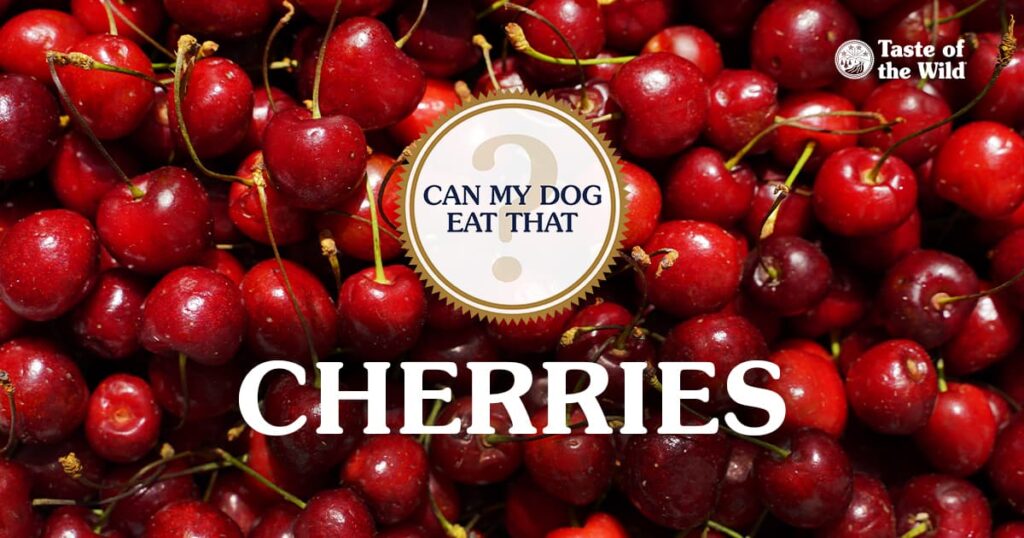 Can My Dog Eat Cherries? A Safety Guide